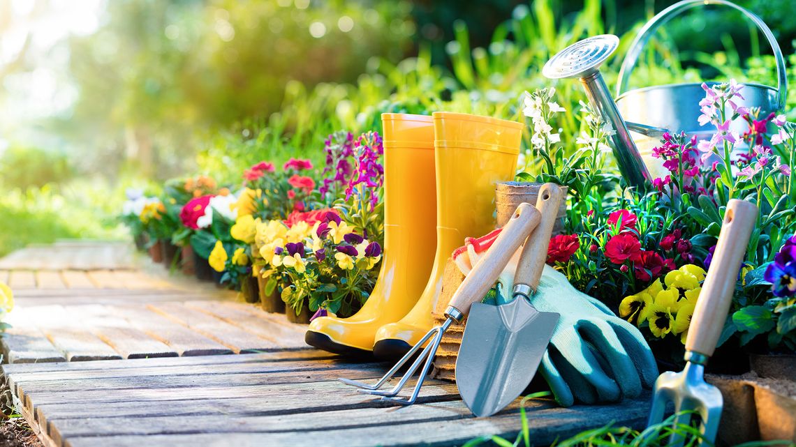 Pflanzen Paradies Verkauf -Pflanzen Paradies Verkauf AdobeStock 137617032